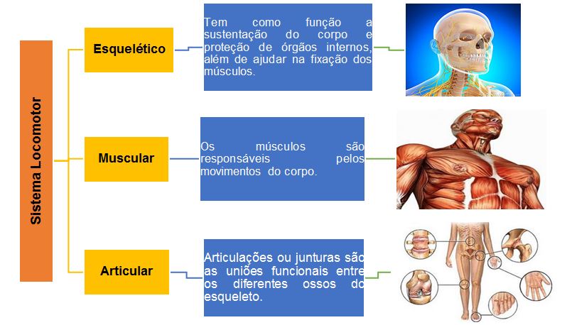Sistema Locomotor e Esquelético :: Fisiologia na Web